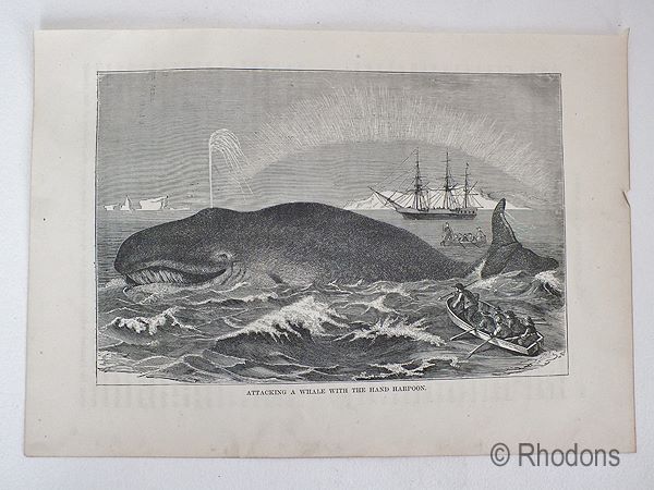 Antique Engraving Print, Attacking The Whale With The Hand Harpoon  