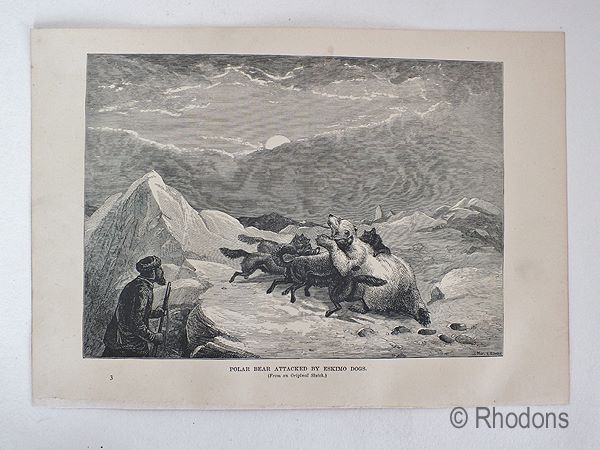 Polar Bear Attacked By Eskimo Dogs - Antique Engraving Print