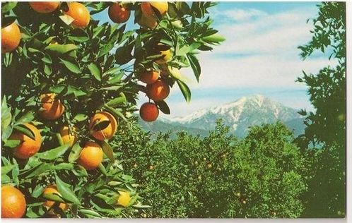 Oranges & Snow, California-Circa 1950s Postcard