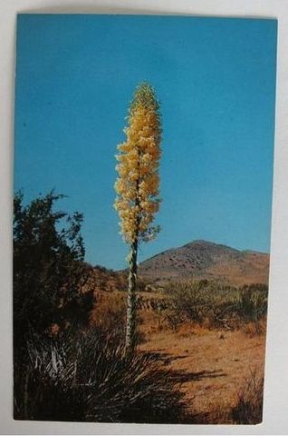 USA: Yucca Plant. 1970s Postcard 