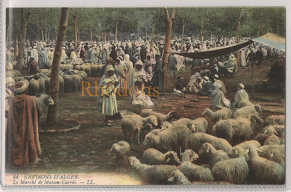 Le Marché de Maison-Carré, Algiers-Early 1900s Postcard 