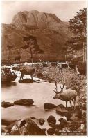 Stags & Hinds Near Loch Maree, Ross-shire 1930s RP Postcard