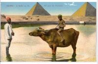 Buffalo on the Nile Near Pyramids,Cairo, Egypt-1920s Postcard
