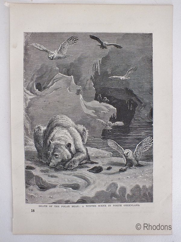 Death Of The Polar Bear, A Winter Scene In North Greenland - Late 19th Century Print