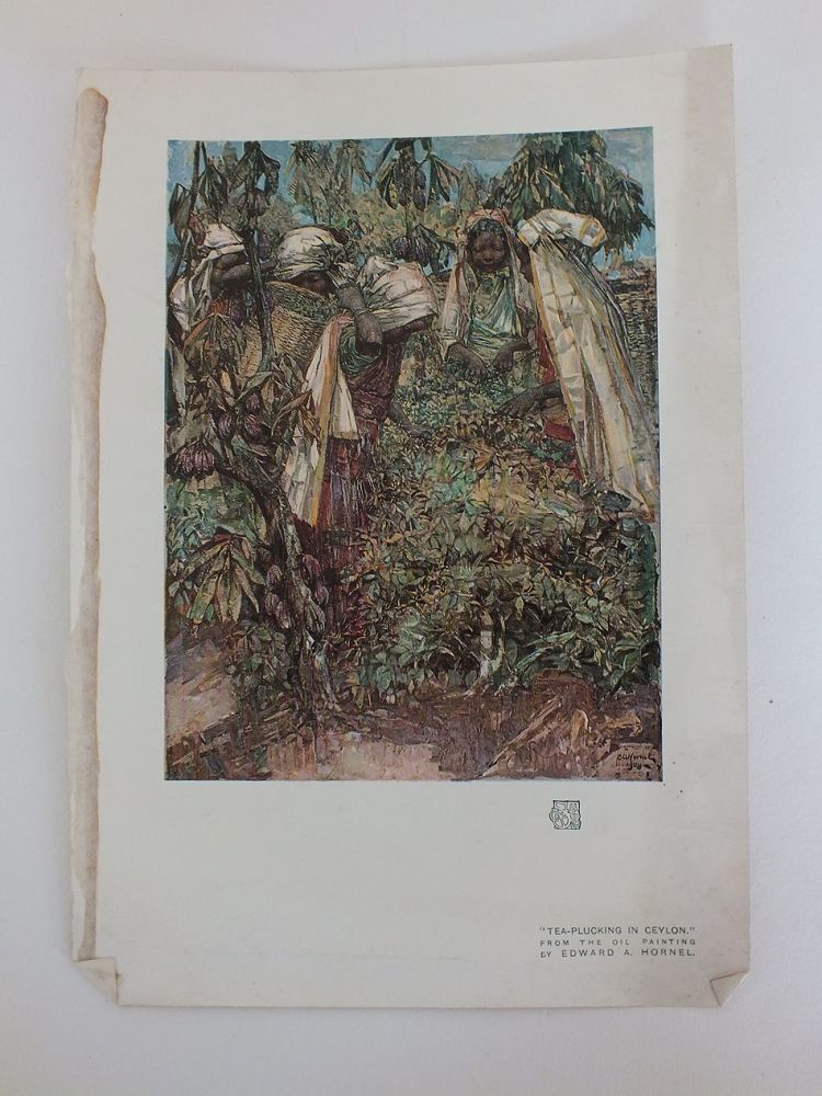 Tea Plucking In Ceylon, From the Oil Painting By Edward A Hornel, 1908