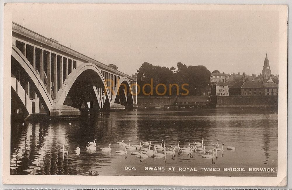 Swans At Royal Tweed Bridge, Berwick on Tweed Postcard 