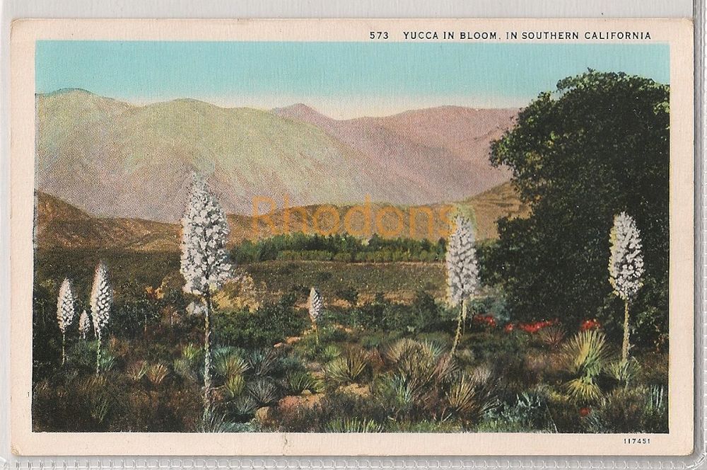  Yucca In Bloom In Southern California Postcard