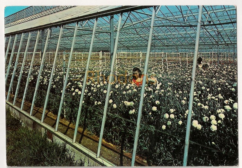 Greenhouse At Haute Tombette Flower Farm St Mary Jersey Postcard 