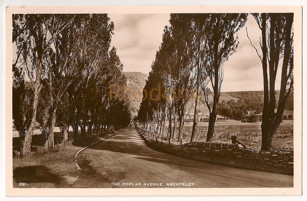 Aberfeldy, Perthshire - The Poplar Avenue Real Photo Postcard