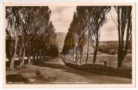 Aberfeldy, Perthshire - The Poplar Avenue Real Photo Postcard