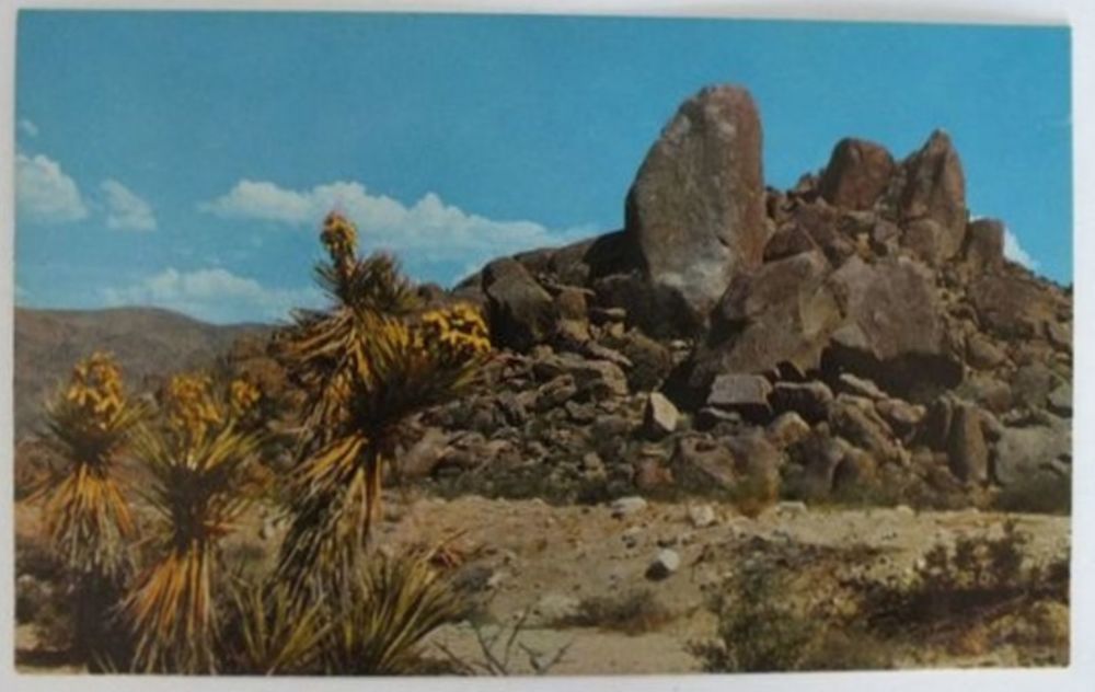 Joshua Tree National Monument, California USA Postcard