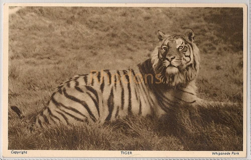 Tiger At Whipsnade Zoological Park, Bedfordshire, 1950s Postcard