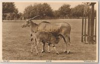 Eland At Whipsnade Zoological Park Bedfordshire-1950s Postcard