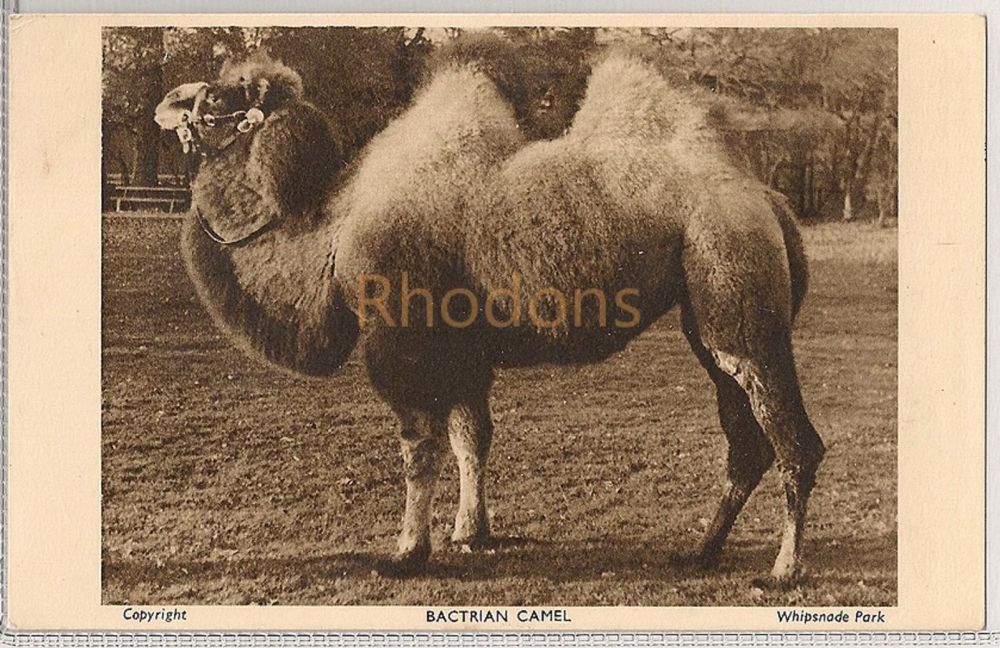 Bactrian Camel At Whipsnade Zoological Park, Bedfordshire, 1950s Postcard