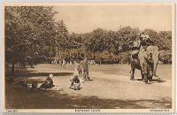 Elephant Lawn At Whipsnade Zoological Park, Bedfordshire-1950s Postcard