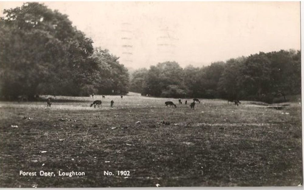 Forest Deer, Loughton, Essex: - 1950s Real Photo Postcard (Fitzwilliam)