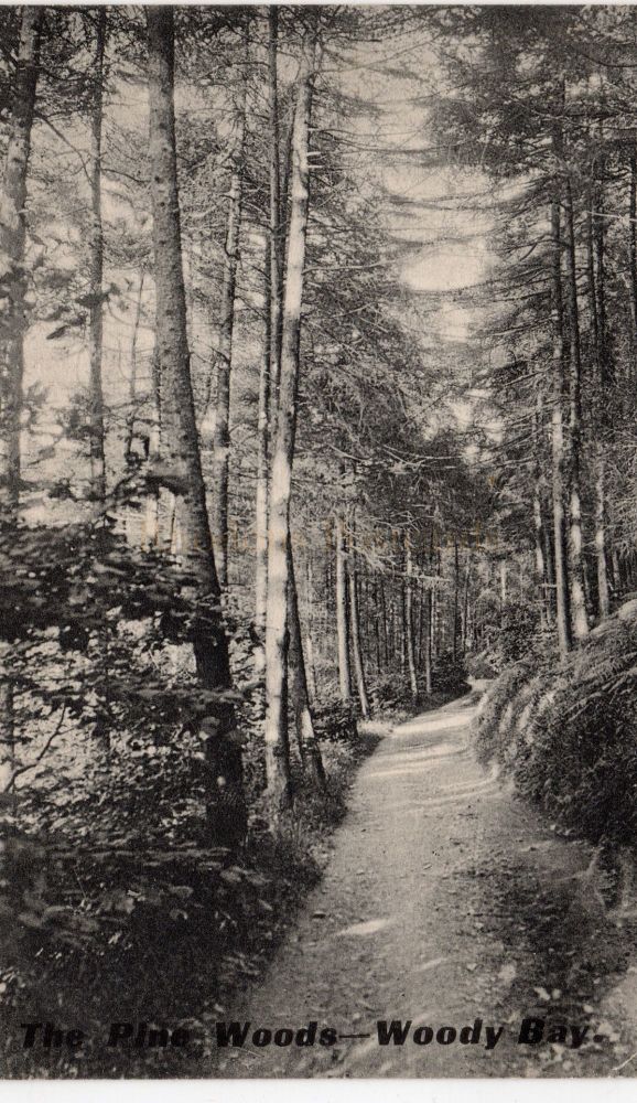 The Pine Woods, Woody Bay, Parracombe - North Devon Postcard