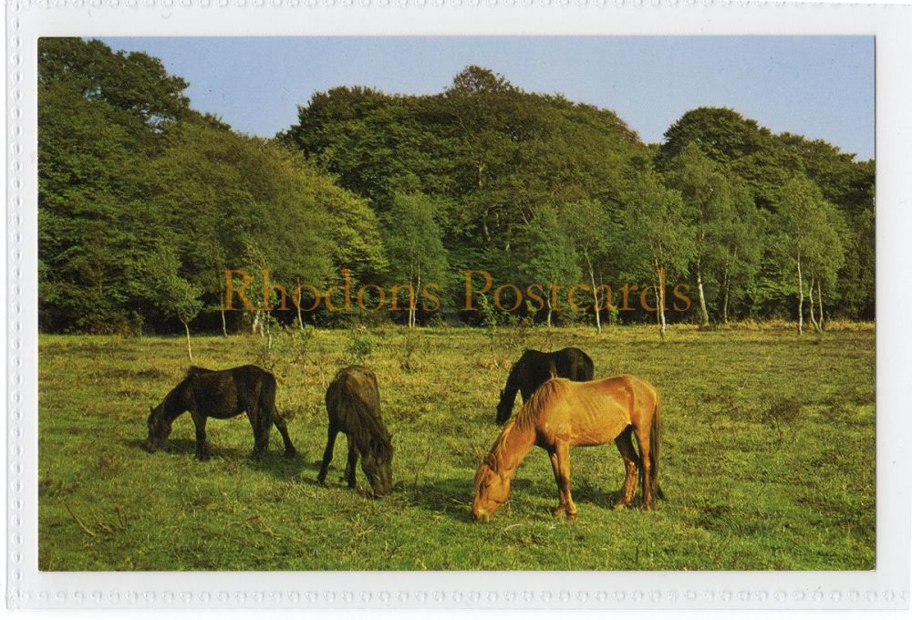 New Forest Ponies Hampshire-Colour Photo Postcard