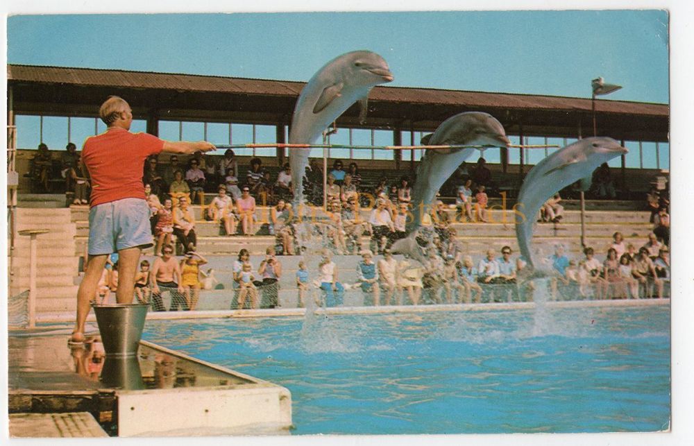 Clacton Pier Dolphinarium- 1970s Colour Postcard