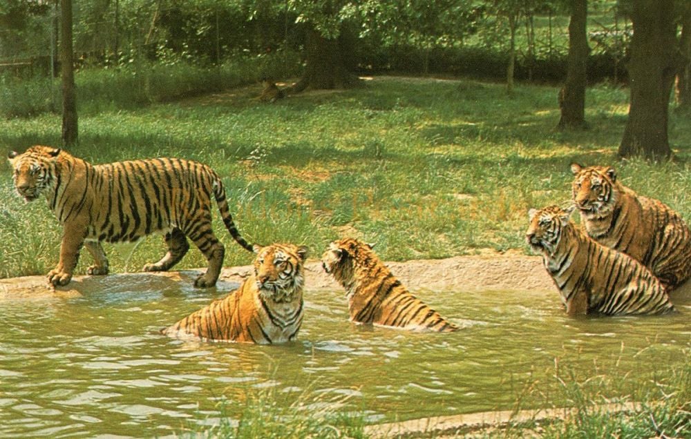 Bengal Tigers at Windsor Safari Park-Dixon Postcard #L6/SP 5373