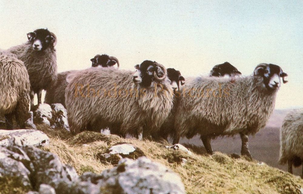 Swaledale Sheep-J A Dixon Postcard #PSH 25851
