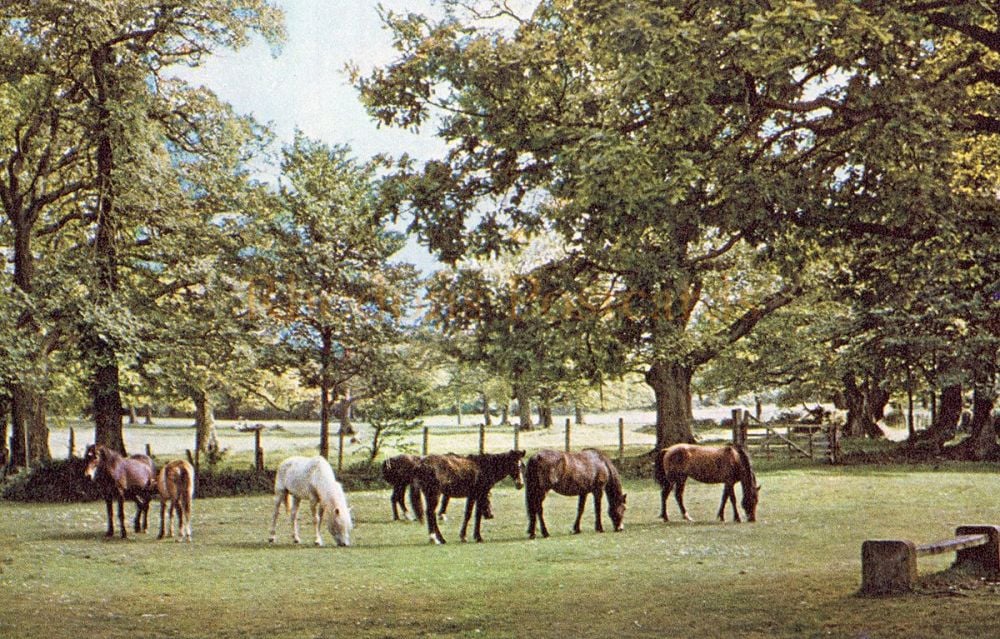 New Forest Ponies-J A Dixon Postcard #796