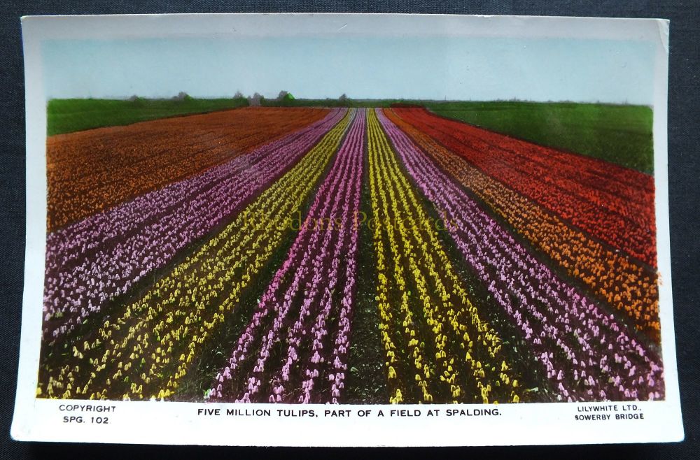 Spalding, Lincolnshire - Five Million Tulips Part Of Field At Spalding - Li