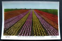 Spalding, Lincolnshire - Five Million Tulips Part Of Field At Spalding - Lilywhite Postcard