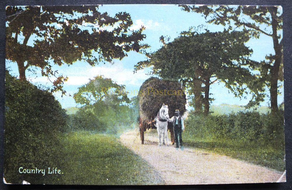 Shurreys Publications Advertising Postcards - Country Life View - Early 1900s