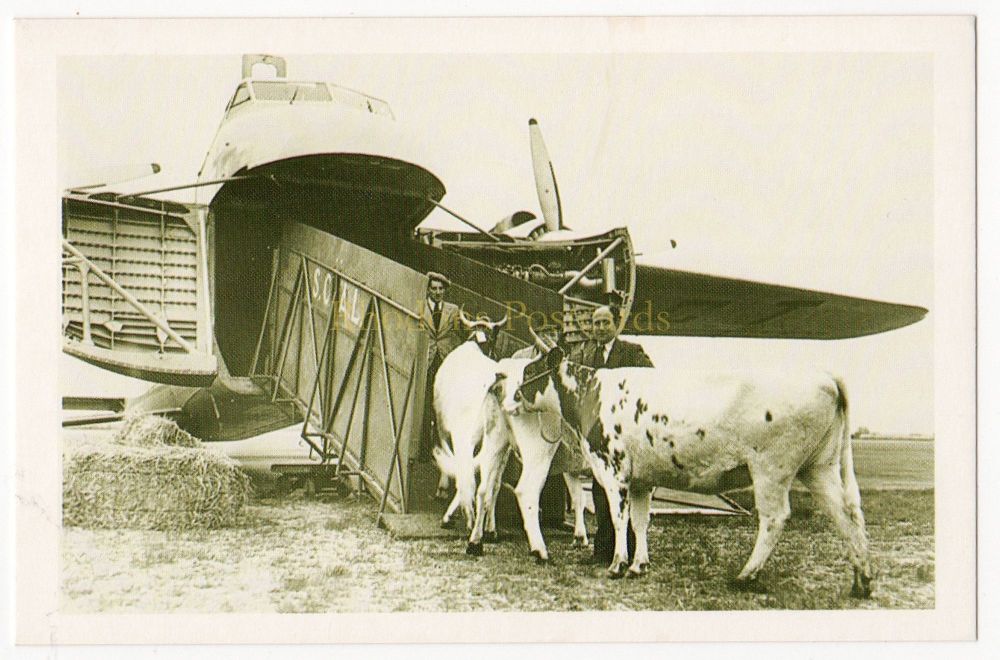 Vintage Aviation - Loading Cattle Onto An Aeroplane - Nostalgia Repro Postcard
