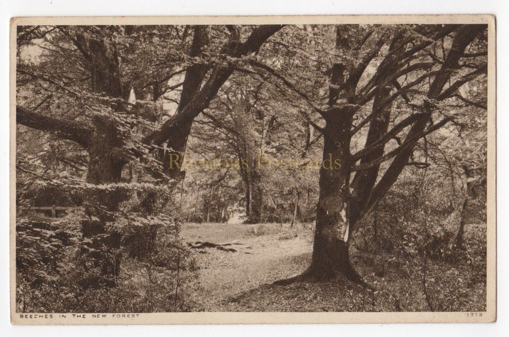Hampshire - Beeches In The New Forest - E A Sweetman Photo Postcard