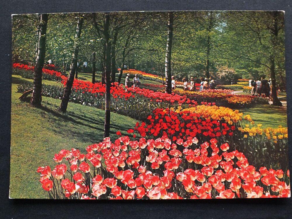 Tulips In Flower, Keukenhof, Lisse, Holland-Colour Photo Postcard