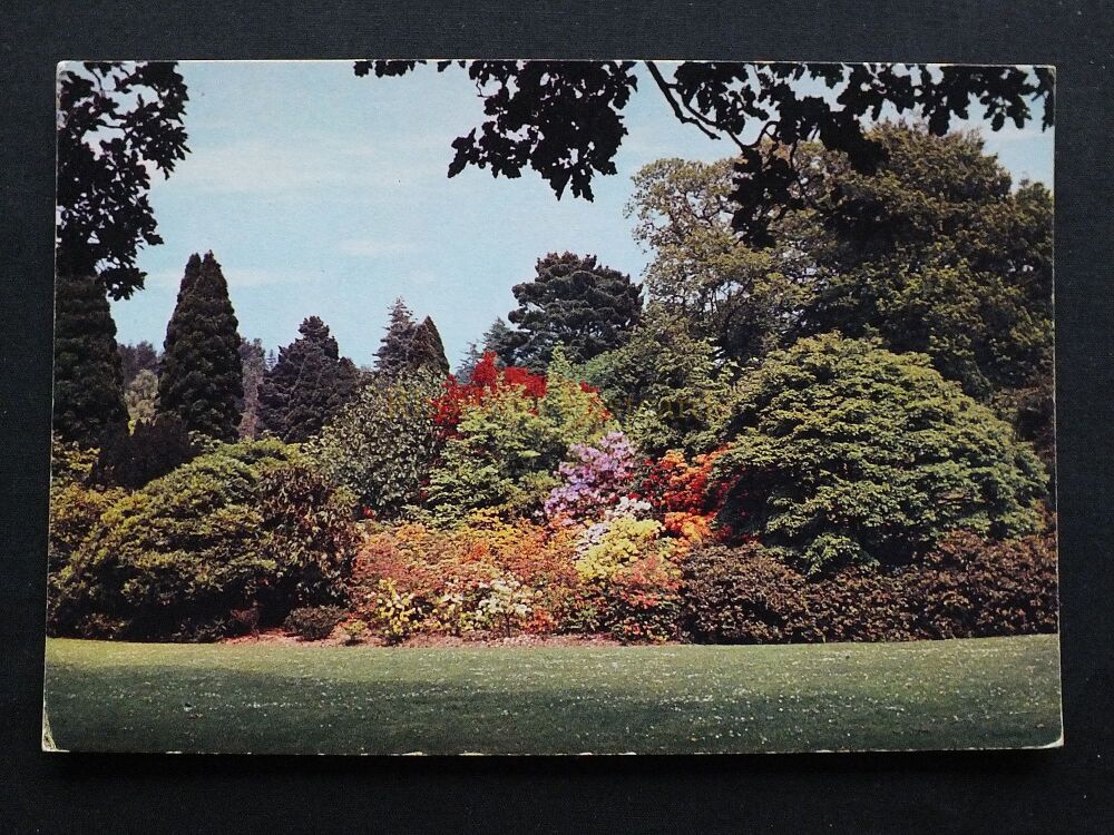 Bodnant Gardens, Denbighshire Colour Postcard-Azaleas Beside Front Lawn