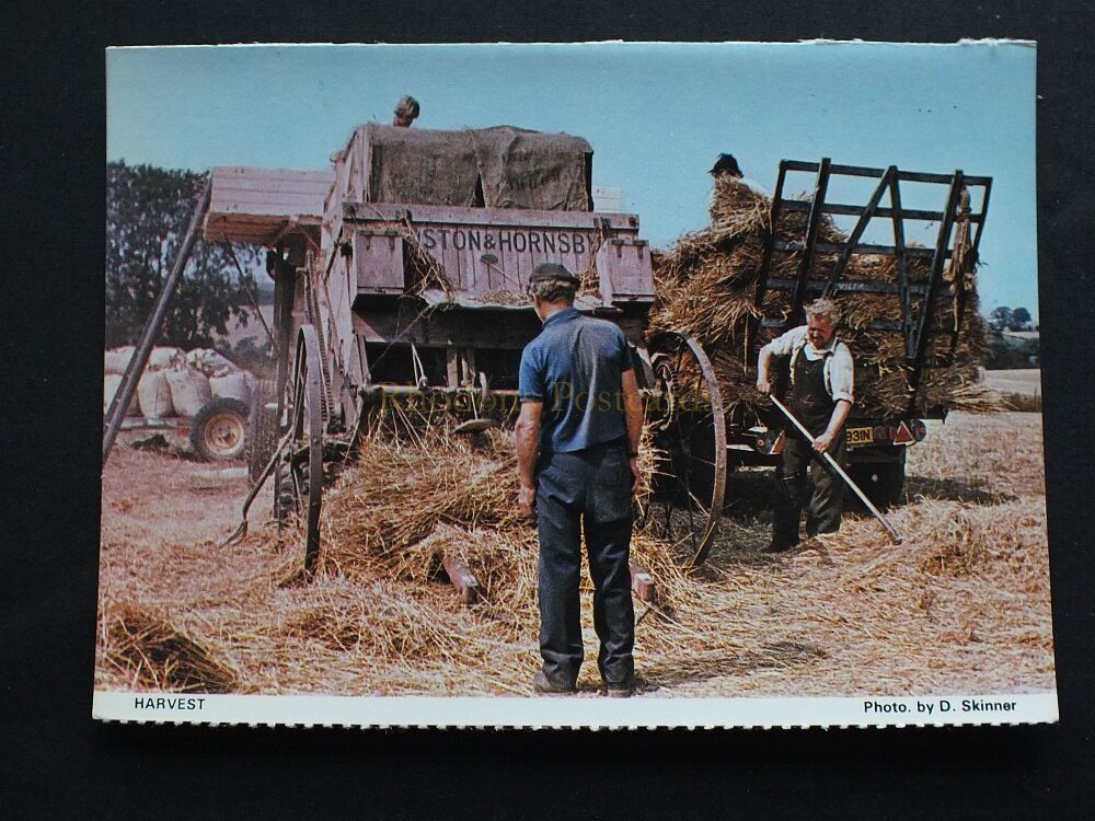 Harvest Scene Postcard