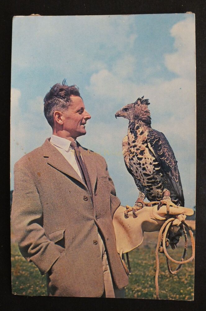 Crowned Hawk Eagle at Norfolk Wildlife Centre Great Witchingham-Colour Photo Postcard