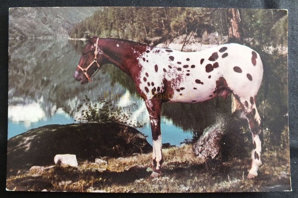 Appaloosa Stallion-Circa 1970s Horse Postcard