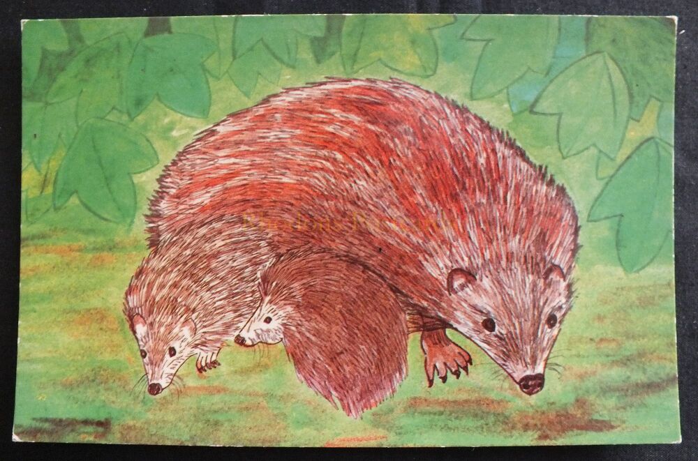 Hedgehogs-1970s Althea Braithwaite Postcard