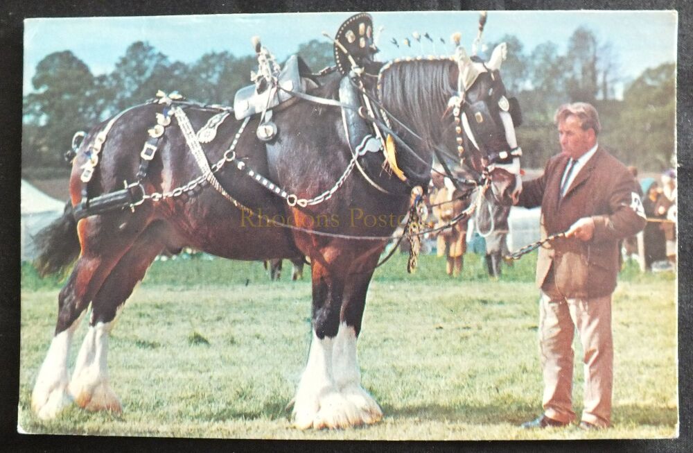 Show Shire Horse-Circa 1970s Photo Postcard