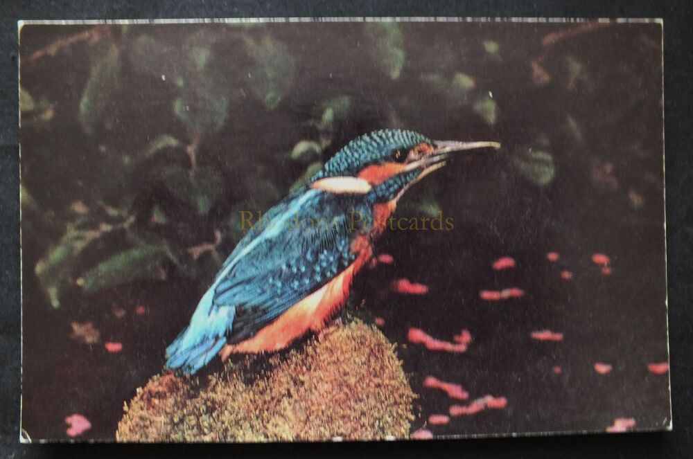 Kingfisher-Colour Photo Postcard