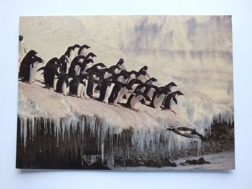 Penguins-Colour Photo Postcard