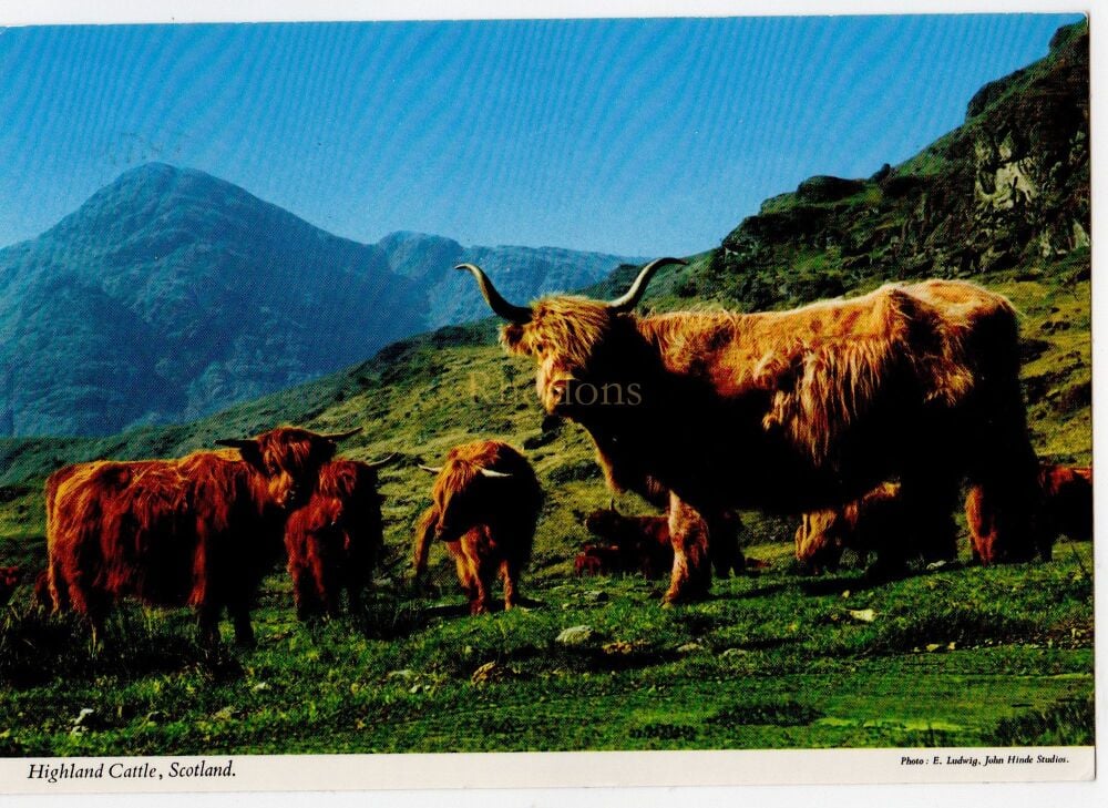 Highland Cattle-Scotland-John Hinde Studio Postcard