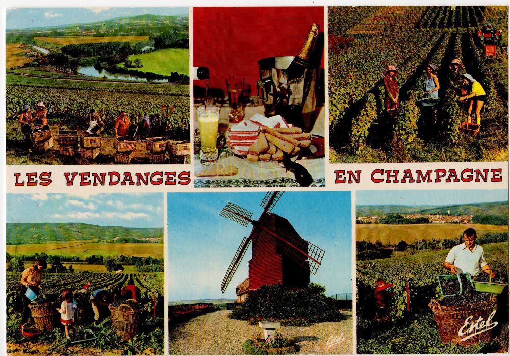 Les Vendanges En Champagne, France-Multiview Photo Postcard