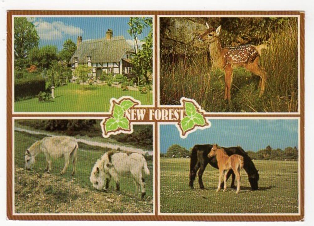 New Forest Hampshire Multiview Postcard--Cottage-Deer-Ponies-Horses