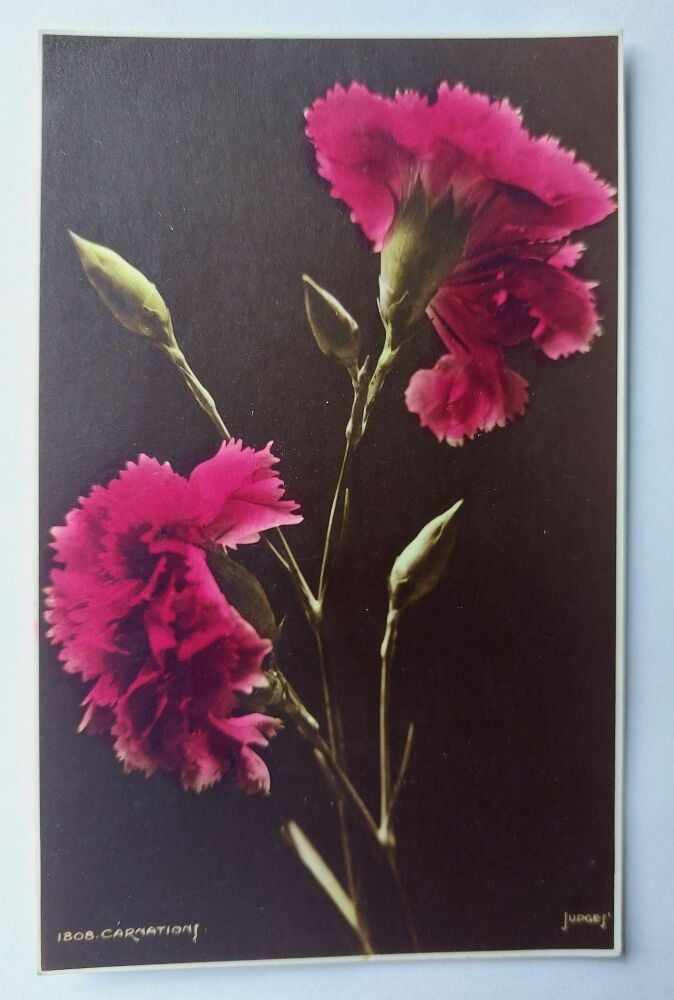 Carnations-Judges Colour Printed Photo Postcard Circa 1920s Vintage