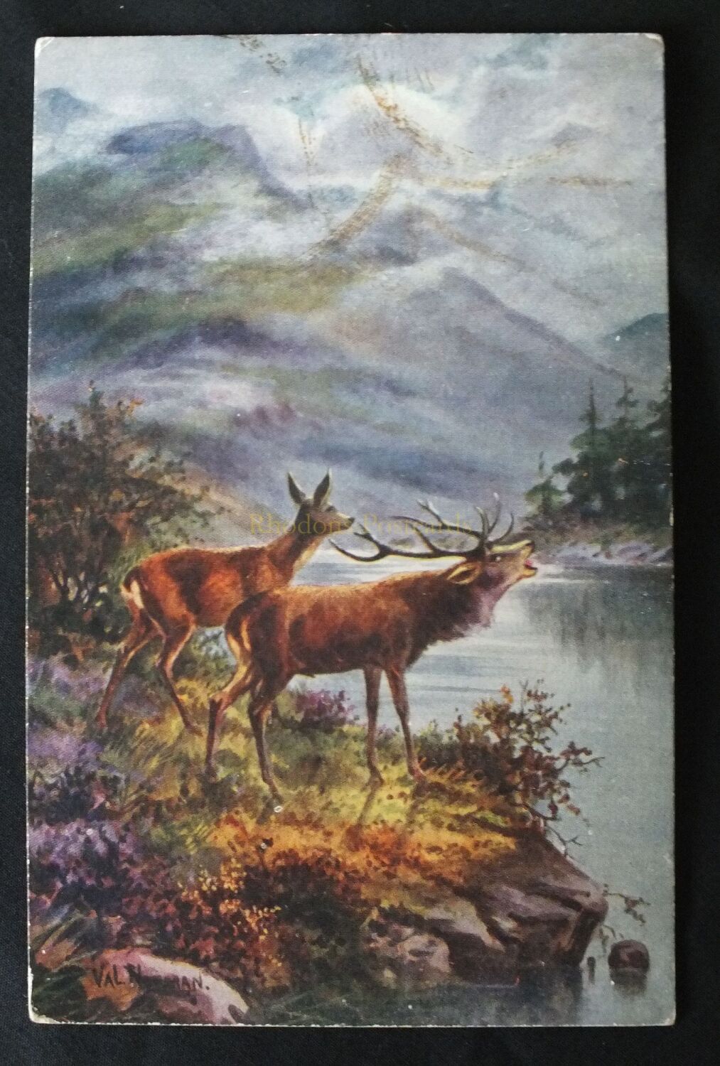 Vivian Mansell Fine Art Postcard-Stag and Hind-Val Norman-Early 1900s