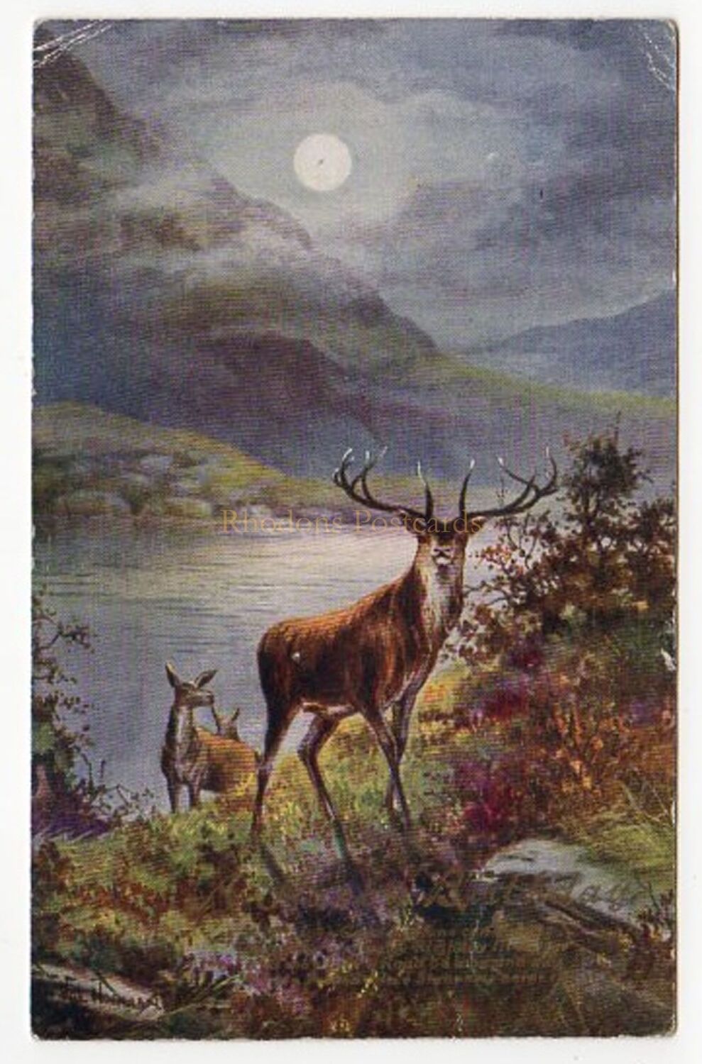 Birthday Greetings Postcard-Stag and Hinds-Val Norman-Early 1900s