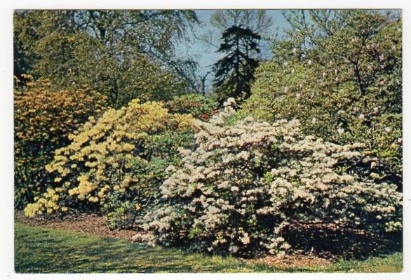 Azaleas-Royal Botanic Gardens, Kew, London-Colour Photo Postcard