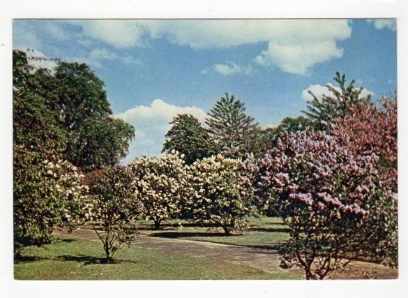 Lilac Time-Royal Botanic Gardens, Kew, London-Colour Photo Postcard