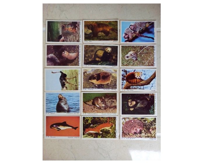 Dandy Bubble Gum Cards-Wild Animals Series-Circa 1960s-Choose Individual Cards
