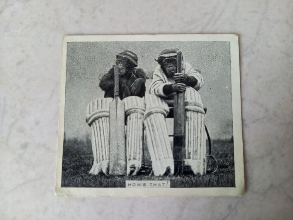 Godfrey Phillips De Reszke Cigarettes Card-'Hows That'-Chimpanzee Cricket Players - No 35  From 'Our Favourites' Series